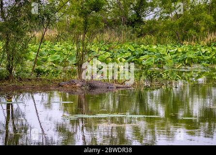 Die Landschaft mit einem großen amerikanischen Alligator und Vögeln im Brazos Bend State Park auf dem Lotus-Felder Hintergrund, Texas Stockfoto