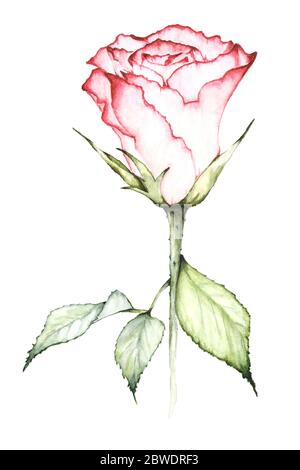 Frische rote Rose mit Blättern. Kann als Grußkarte, Einladungskarte für Hochzeit, Geburtstag und Valentinstag verwendet werden. Stockfoto