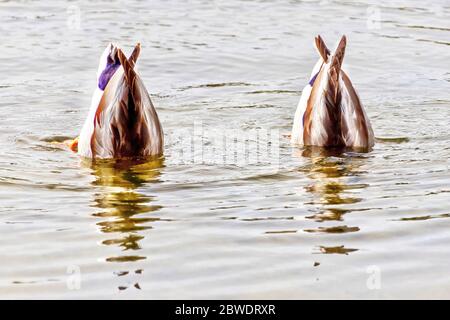 Zwei männliche Mallard Ducks schwimmen auf einem Teich mit dem Kopf nach unten und suchen nach Nahrung. Stockfoto