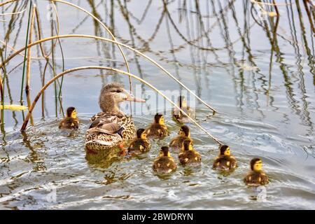 Mallard Entenmutter führt ihre neugeborenen Entchen in den Teich, schwimmen zwischen den Schilf im Wasser. Stockfoto