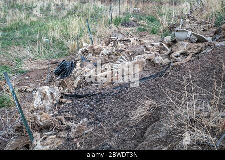 Hirsch-Kadaver in einem U.S. Forest Service Roadkill Dumping Area in Colorado Stockfoto