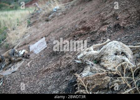 Hirsch-Kadaver in einem U.S. Forest Service Roadkill Dumping Area in Colorado Stockfoto