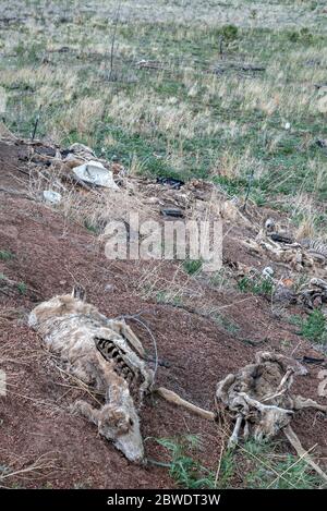Hirsch-Kadaver in einem U.S. Forest Service Roadkill Dumping Area in Colorado Stockfoto
