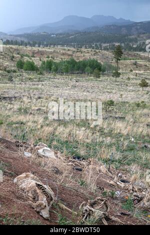 Hirsch-Kadaver in einem U.S. Forest Service Roadkill Dumping Area in Colorado Stockfoto