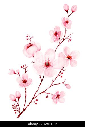 Aquarell Kirschblütenzweige handbemalt. Frühling oder Sommer Dekoration Sakura Design, Illustration isoliert auf weißem Hintergrund. Stockfoto