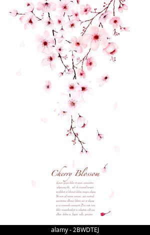 Vorlage Aquarell Kirschblütenzweige handbemalt. Frühling oder Sommer Dekoration Sakura Design, Illustration auf weißem Hintergrund. Stockfoto