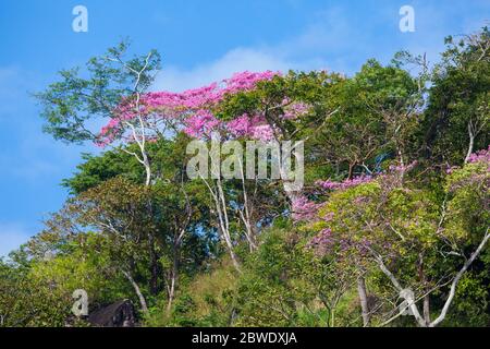 Blühende rosige Trompetenbäume, Tabebuia rosea, in Punta Chame, Pazifikküste, Panama Provinz, Republik Panama. Stockfoto