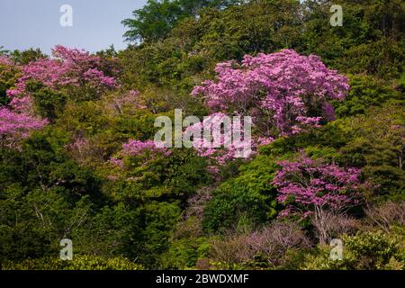 Blühende rosige Trompetenbäume, Tabebuia rosea, in Punta Chame, Pazifikküste, Panama Provinz, Republik Panama. Stockfoto