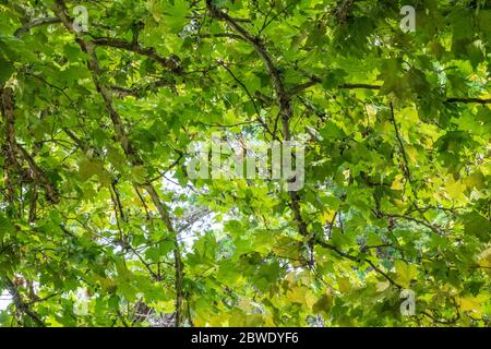 Sehen Sie sich einen schönen alten Platanenbaum mit seinen grünen Blättern an. Platanus orientalis, die alte Welt Platane oder orientalische Ebene Stockfoto