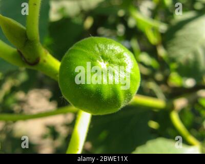 Unreife grüne Feigen Feigenbaum. Nahaufnahme des jungen Bild auf dem Ast von einem Feigenbaum im Sommer. Grüne frische Feigen mit unscharfem Hintergrund. Früchte der Feigenbaum. Stockfoto