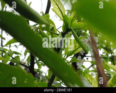 Kürbis Blütenknospen für Pflanzenschutz Sträucher mit grünen Blättern Hintergrund. Squash Blütenknospen. Stockfoto