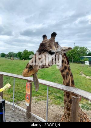 Ann Arbor, Michigan, USA, 06 05 2019: Füttern der Giraffe hinter dem Zoozaun. Giraffe hinter Zoozaun mit Grünfläche Hintergrund. Nahaufnahme. Stockfoto