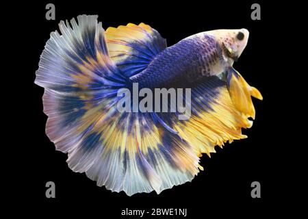 Betta Blue Senf Schmetterling Halfmoon HM Männlich oder Plakat Kampf Fisch splendens in Black Backgrounder. Stockfoto