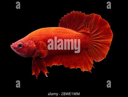 Betta Super Red Halfmoon Plakat HMPK Männlich oder Plakat Kampf Fisch splendens in Black Backgrounder. Stockfoto