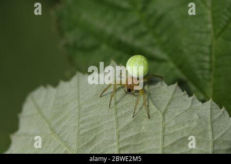 Eine Jagd Gurke Green Orb Spider, Araniella cucurbitina sensu stricto, versteckt auf der Unterseite eines Blattes. Stockfoto