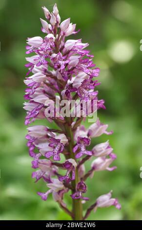 Eine wunderschöne seltene Militärorchidee, Orchis militaris, die auf einer Wiese am Rande des Waldes in Großbritannien wächst. Stockfoto