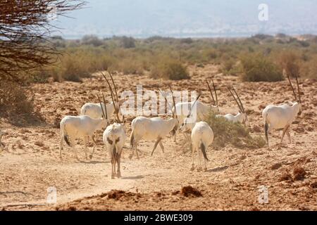 Arabischer Oryx, weißer Oryx (Oryx leucoryx) Herde, die in der Wüste spazieren geht Stockfoto