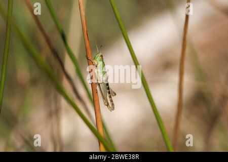 Eine niedliche Heuschrecke, die im Frühling auf einer Wiese auf einem Pflanzenstamm steht. Stockfoto