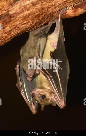 Ägyptische Fruchtfledermaus - Roussettus aegyptiacus - Mutter und Baby Stockfoto