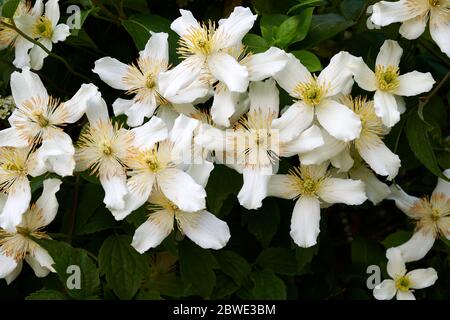 Die weißen vier Blütenblätter der Kletterpflanze Clematis montana grandiflora in voller Blüte. Stockfoto