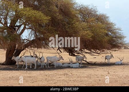 Weiße Antilope, Addax nasomaculatus, im Schatten eines Akazienbaums in der Wüste Stockfoto