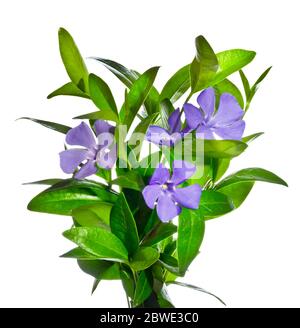 Periwinkle Blüten isoliert auf weißem Hintergrund Stockfoto