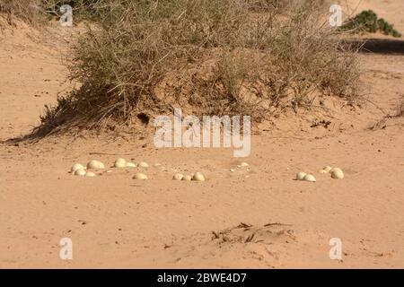 Straußeneier auf dem Sand in der Wüste Stockfoto