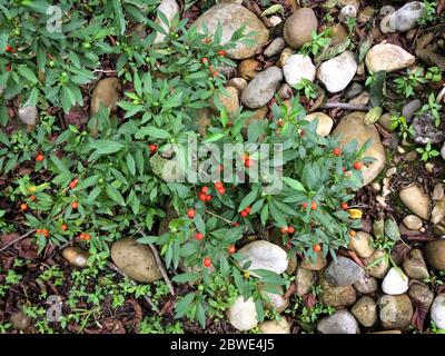 Solanum pseudocapsicum, allgemein bekannt als die Jerusalem-Kirsche mit roten und grünen Früchten. Jerusalem Kirschblüten unter Steinen in der Natur. Draufsicht. Stockfoto