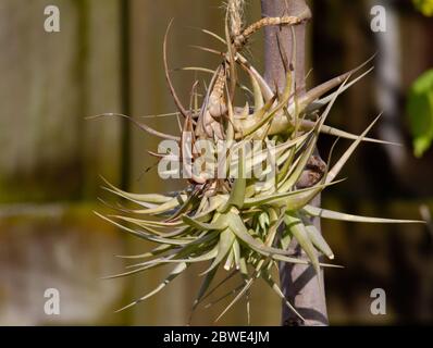 Antenne Orchidee hängt von einem Baum Stockfoto