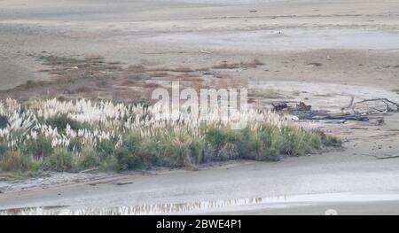 Flussmündung mit Vegetation bei Ebbe und Schlammdecke ausgesetzt Stockfoto