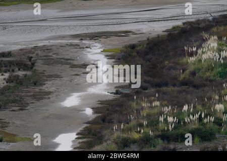 Flussmündung mit Vegetation bei Ebbe und Schlammdecke ausgesetzt Stockfoto