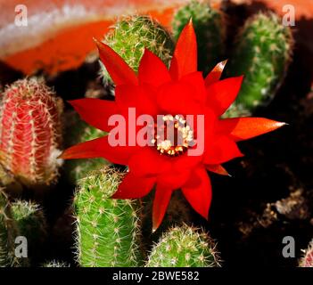 Ein Blick auf die Blume eines roten Fackenkaktus, Echinopsis huascha, in einem Gartengewächshaus im Sommer in Hellesdon, Norfolk, England, Großbritannien, Europa. Stockfoto