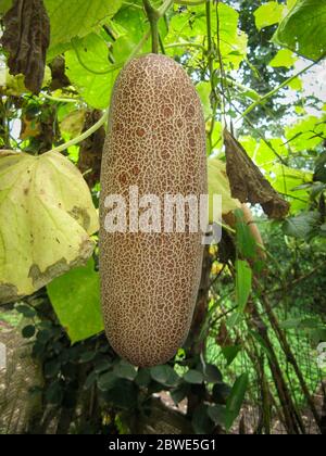 Große braune überreife Gurke am Busch im Sommer. Nahaufnahme einer überreifen Gurke auf einem Zweig für den Anbau von Samen Ende der Saison. Grüner Hintergrund. Macr Stockfoto