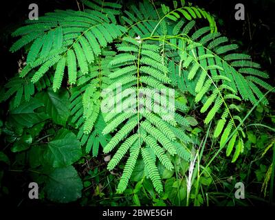 Grüne gleditsia Blätter. Gleditsia Baum Zweig mit blauem Himmel Hintergrund. Gleditsia triacanthos im Sommer. Fabaceae Familie. Akazie. Titel. Text. Stockfoto
