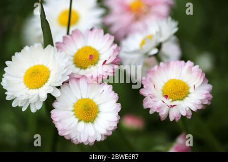 Weiße und rosa Gänseblümchen Blüten in grünem Gras, floraler Hintergrund. Margeriten auf Blumenbeet im Sommer, Schönheit der Natur Stockfoto