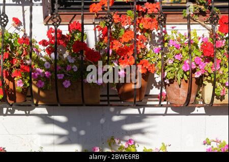 Rote und rosa Blüten auf Geranien in Töpfen in einer bunten Fensterbox Stockfoto