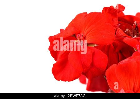 Roter Garten Geranium Pelargonium Blüten isoliert auf weißem Hintergrund. Foto in hoher Auflösung. Volle Schärfentiefe. Stockfoto