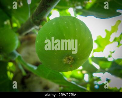 Unreife grüne Feigen Feigenbaum. Nahaufnahme des jungen Bild auf dem Ast von einem Feigenbaum im Sommer. Grüne frische Feigen mit unscharfem Hintergrund. Früchte der Feigenbaum. Stockfoto