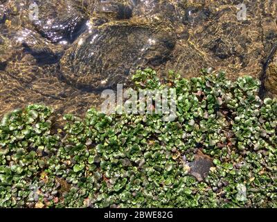 Wasserpflanzen am Flussufer im Frühjahr. Grüne hydrophyte in Riverside. Wachsende Pflanze am Fluss Wasser auf dem Felsen. Küsten Pflanzen. Transparente Stockfoto