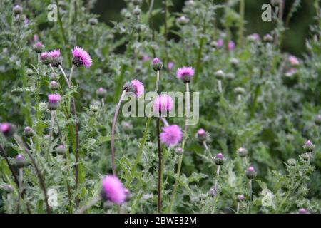 Cirsium vulgare, auch bekannt als Speer Thistle, bull Thistle, oder Common Thistle. Lila Distel blühen im Frühling. Mariendistel, medizinische Pflanzen. Unkraut Stockfoto