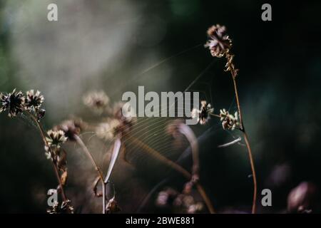 Closup von Kleeblumen, Spinnennetz auf einem verschwommenen Hintergrund Stockfoto