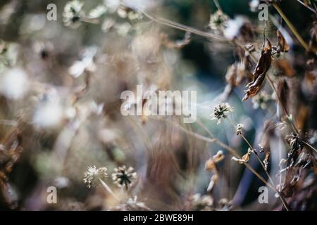 Closup von Kleeblumen, Spinnennetz auf einem verschwommenen Hintergrund Stockfoto