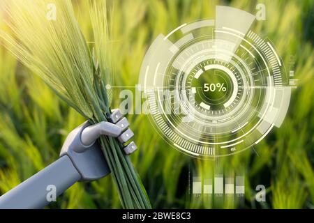 Roboter hält Roggenohren in der Hand. Intelligente Landwirtschaft und digitale Transformation in der Landwirtschaft 4.0. Stockfoto