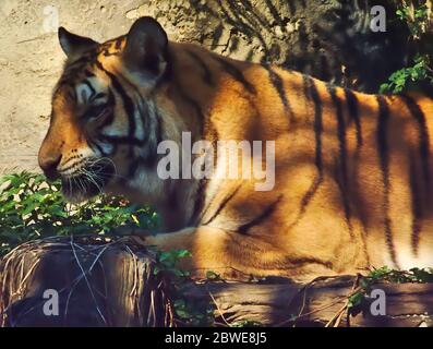 Tiger liegt im Schatten eines Baumes. Stockfoto