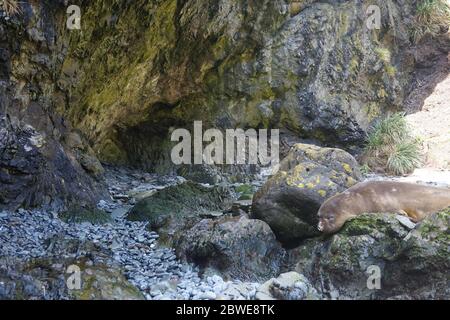 Elefantenrobbe liegt vor Shackletons Steinhöhle am 'Cape Rosa' in Südgeorgien. Stockfoto