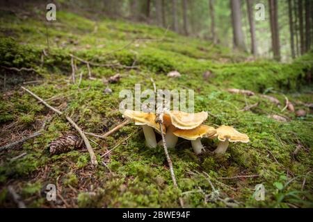 Pilze, die in einem Wald in den Dolomiten (Italien) aufgewachsen sind Stockfoto