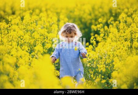 Vorderansicht des glücklichen kleinen Kleinkind Mädchen zu Fuß in der Natur in Rapsfeld. Stockfoto