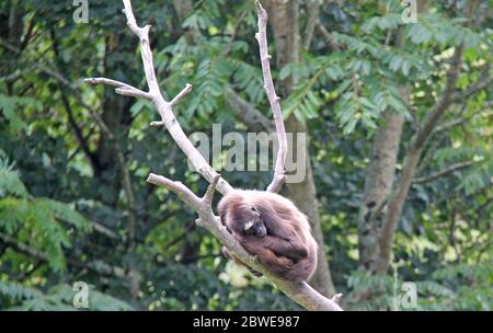 Ein brauner Spinnenaffe schläft auf einem Baumzweig. Stockfoto