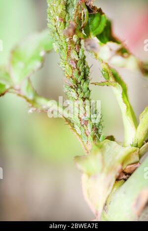 Kolonie von Baumwolllaus auch Melone-Blattlaus und Baumwolle Blattlaus auf einer Rose genannt. Foto in hoher Auflösung. Volle Schärfentiefe. Stockfoto