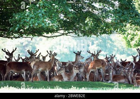 Hirsche im Raby Castle in der Nähe von Staindrop in der Grafschaft Durham, bleiben Sie im Schatten unter Bäumen, wenn das heiße Wetter andauert. Stockfoto